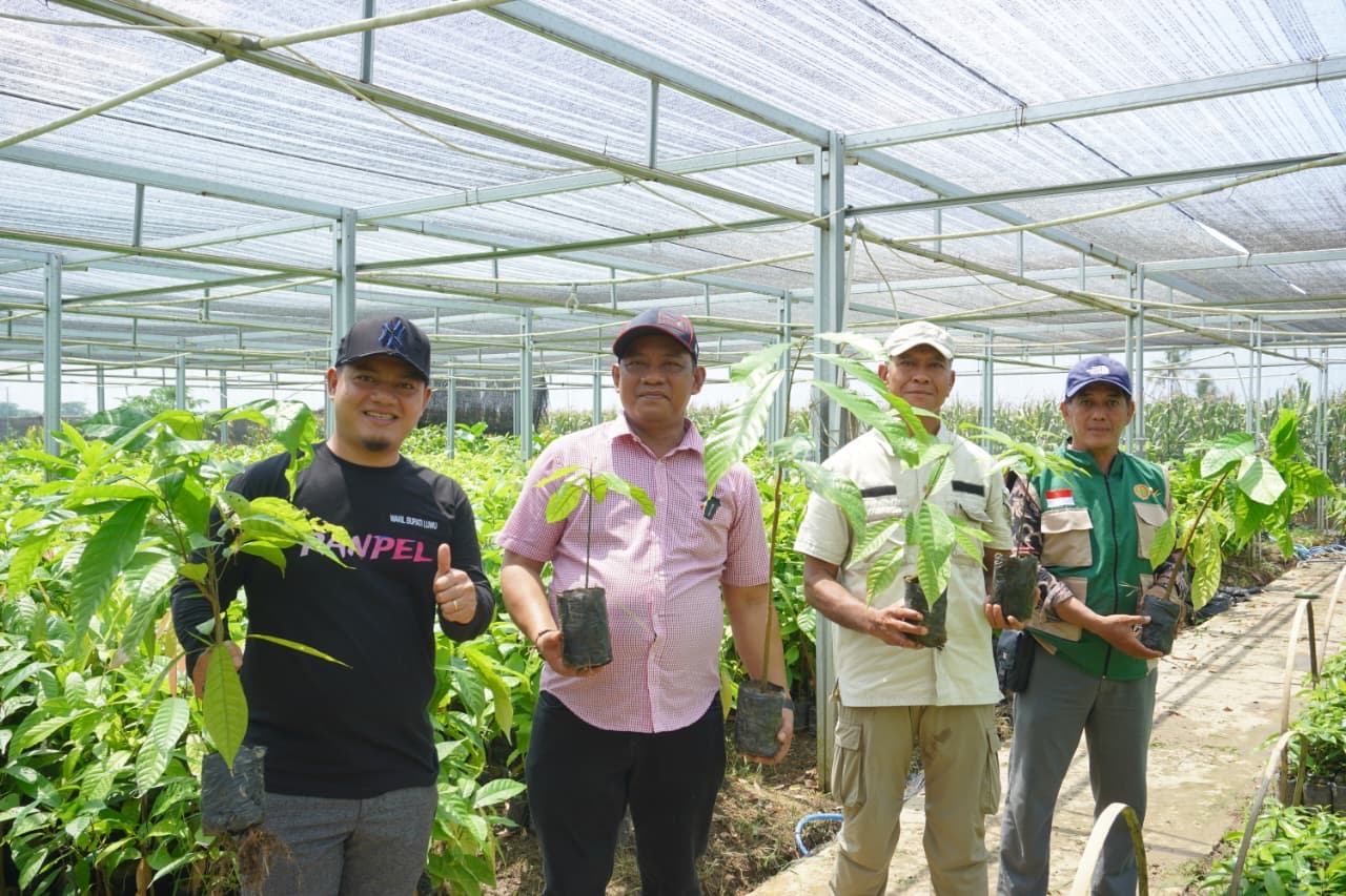 Bupati Luwu Tinjau Pembibitan Kakao dan Pala di luwu